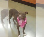 Small #1 American Pit Bull Terrier-Chocolate Labrador retriever Mix