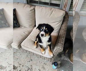 Medium Border-Aussie