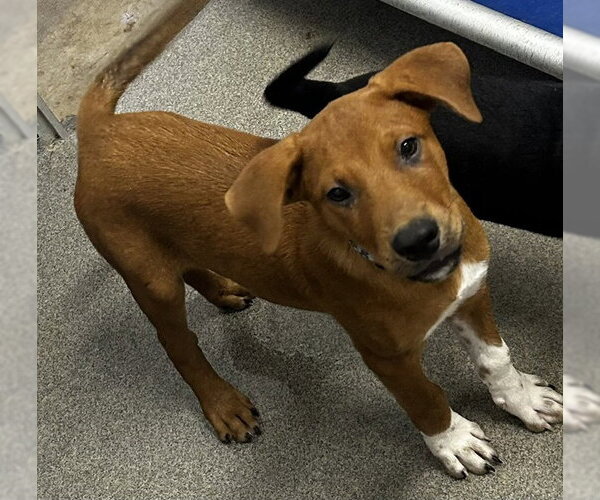 Medium Photo #1 Mutt Puppy For Sale in Sterling, MA, USA
