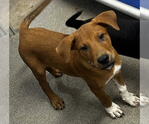 Mutt Dogs for adoption in Sterling, MA, USA