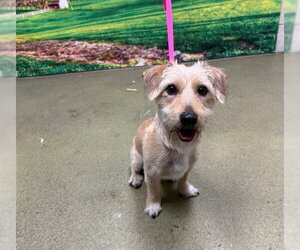Mutt Dogs for adoption in Moreno Valley, CA, USA