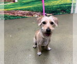 Small Mutt