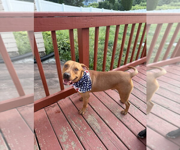 Medium Photo #10 Mutt Puppy For Sale in Boston, MA, USA