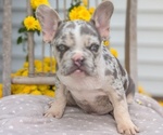 Small Photo #24 French Bulldog Puppy For Sale in GOSHEN, IN, USA