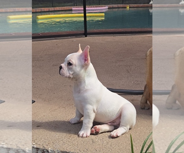 Medium Photo #5 French Bulldog Puppy For Sale in SARASOTA, FL, USA
