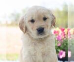 Small Golden Retriever