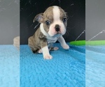 Small #1 Boston Terrier