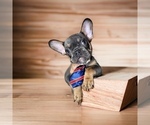 Small Photo #3 French Bulldog Puppy For Sale in HENRICO, VA, USA