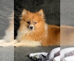Small Photo #4 Pomeranian Puppy For Sale in St. Louis Park, MN, USA