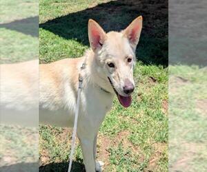 German Shepherd Dog-Unknown Mix Dogs for adoption in Plano, TX, USA