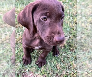 German Shorthaired Lab Puppy for sale in COVINGTON, GA, USA