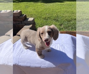 Dachshund Puppy for sale in SHELBY, NC, USA