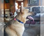 Small Photo #6 German Shepherd Dog Puppy For Sale in Winston Salem, NC, USA