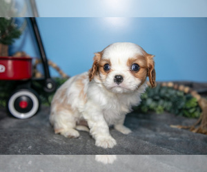 Medium Cavalier King Charles Spaniel