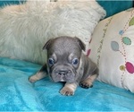 Small #4 French Bulldog