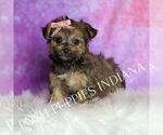 Small Photo #126 Yorkipoo Puppy For Sale in WARSAW, IN, USA