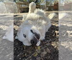 Small #8 Great Pyrenees