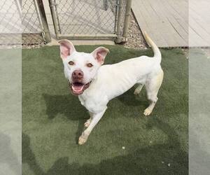 Ice - Male Mutt Dog for Adoption - Photo #15