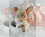 Small #16 Chihuahua
