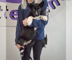 Small #4 Gerberian Shepsky