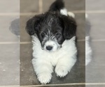 Puppy Dolly 2 Goldendoodle-Pembroke Welsh Corgi Mix