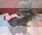 Small Photo #381 Yorkshire Terrier Puppy For Sale in AKRON, OH, USA