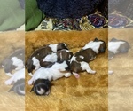 Small Photo #2 Shih Tzu Puppy For Sale in VENETA, OR, USA