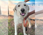 Small Photo #7 Great Pyrenees Puppy For Sale in Spring, TX, USA