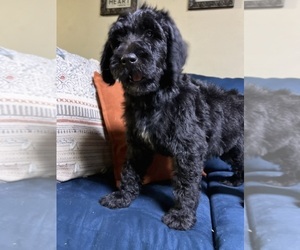 Miniature Labradoodle Puppy for sale in SOUTH ORANGE, NJ, USA