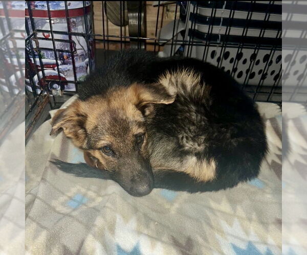 Medium Photo #7 German Shepherd Dog-Unknown Mix Puppy For Sale in Brewster, NY, USA