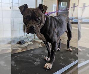 Mutt Dogs for adoption in Camarillo, CA, USA