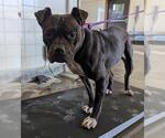 *LEIA - Female Mutt Dog for Adoption - Small photo