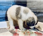 Puppy Jolene Great Pyrenees
