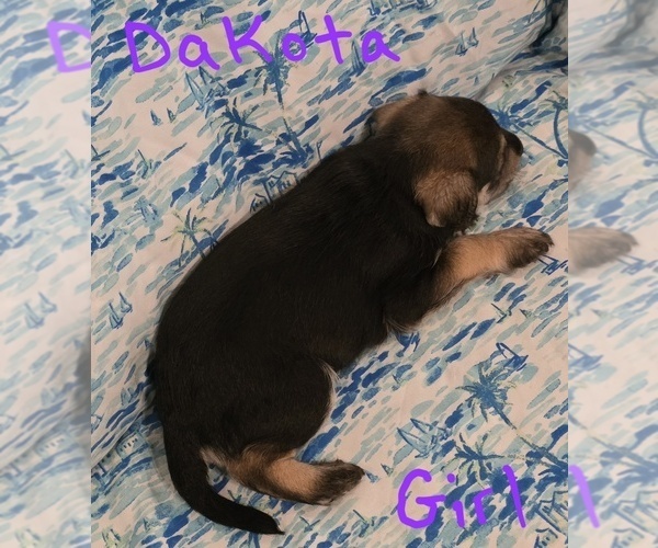 Medium Photo #25 Chizer Puppy For Sale in MONTEZUMA, GA, USA