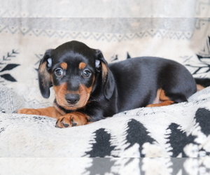 Dachshund Puppy for sale in SHILOH, OH, USA