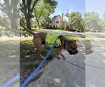 Small #3 Bull-Boxer