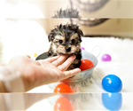 Small Photo #1 Yorkshire Terrier Puppy For Sale in FULLERTON, CA, USA