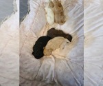 Small Photo #3 Shih Tzu Puppy For Sale in BELLEVILLE, MI, USA