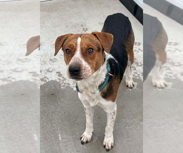 Medium Photo #1 Beagle-Unknown Mix Puppy For Sale in Bolivar, MO, USA