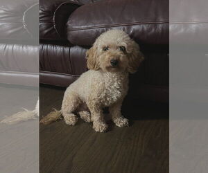 Poodle (Toy) Dogs for adoption in Croydon, NH, USA