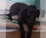 Small #1 Miniature Labradoodle