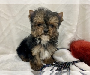 Australian Yorkshire Terrier Puppy for sale in ABERCROMBIE, ND, USA