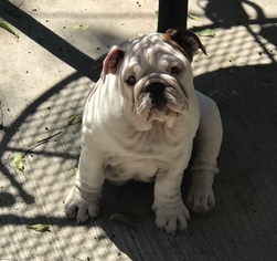 English Bulldog Puppy for sale in DEL RIO, TX, USA