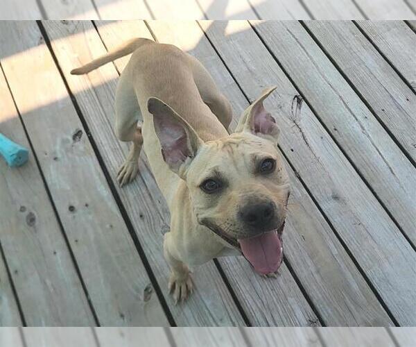 Medium Photo #4 American Pit Bull Terrier Puppy For Sale in Murfreesboro, NC, USA