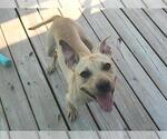 Small #3 American Pit Bull Terrier