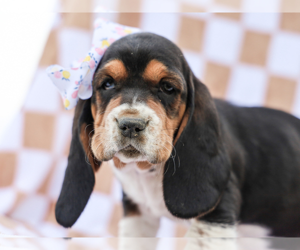 Medium Photo #2 Basset Hound Puppy For Sale in LIBERTY, KY, USA