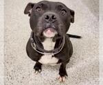 Small #1 American Pit Bull Terrier Mix