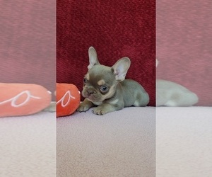 French Bulldog Puppy for sale in PROSPER, TX, USA