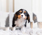 Small Photo #9 Cavalier King Charles Spaniel Puppy For Sale in WARSAW, IN, USA