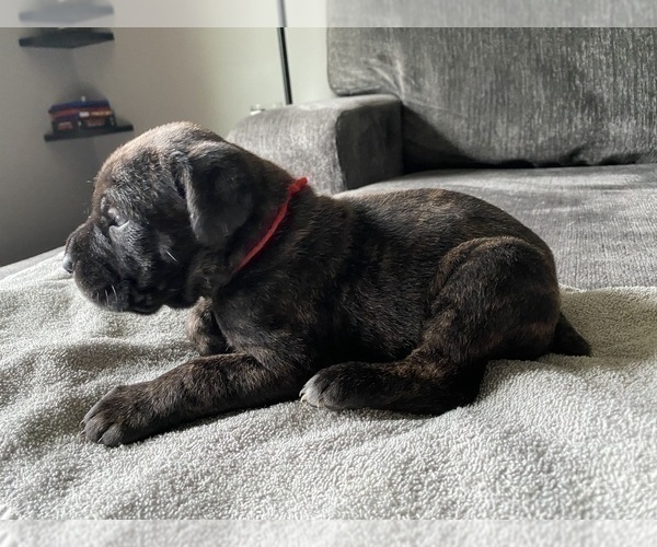 Medium Photo #1 Cane Corso Puppy For Sale in MAYVILLE, WI, USA